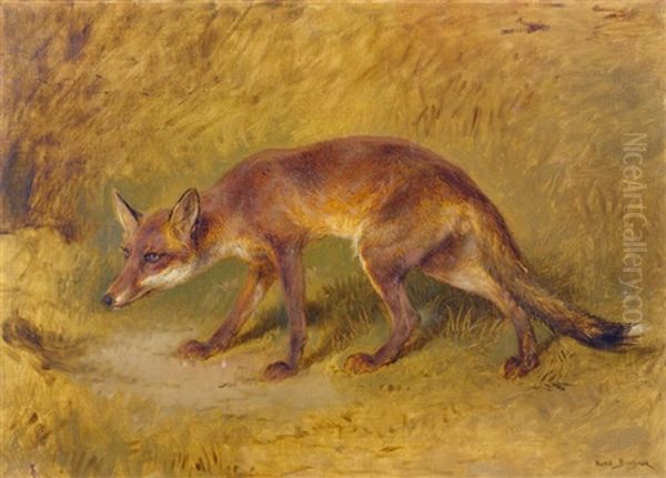 Renard Aux Aguets - view 1