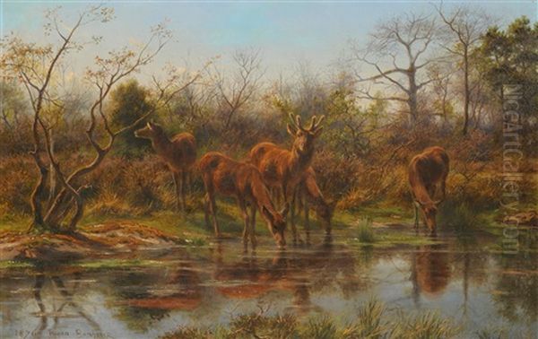 Deer Drinking Beside A Pond - view 1