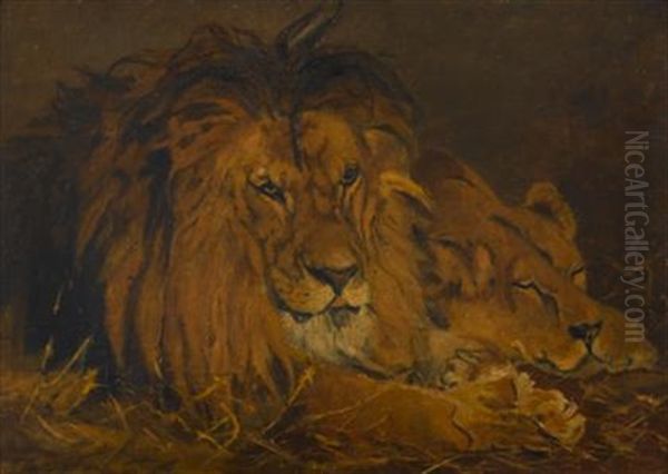 Lions - view 1