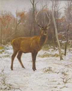 Cerf Dix Corps Aux Aguets