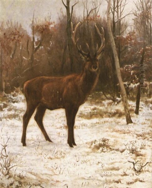 Cerf Sous La Neige - view 1