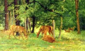 Deer Grazing In A Glade by Rosa Bonheur