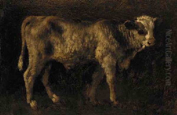A Cow - view 1