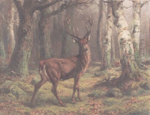 A Deer In The Forest - view 1