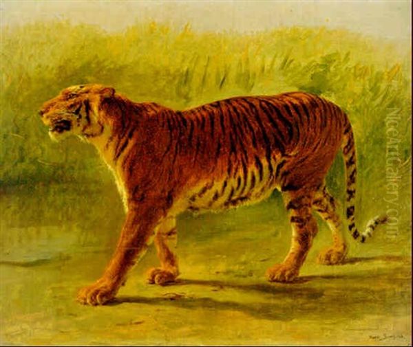 Tigre Royal Marchant - view 1