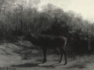 Un Cerf Dans La Foret
