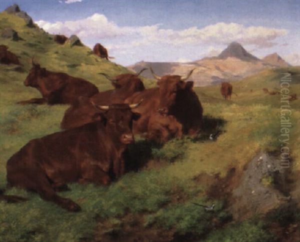 Red Cattle Resting On A Grassy Hill - view 1