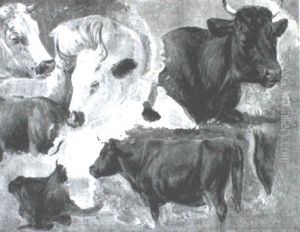 Studies Of Cattle