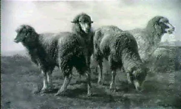 Moutons - view 1
