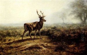 Le Cerf, Effet Du Matin