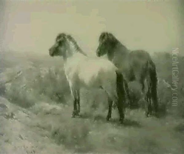 Highland Ponies - view 1