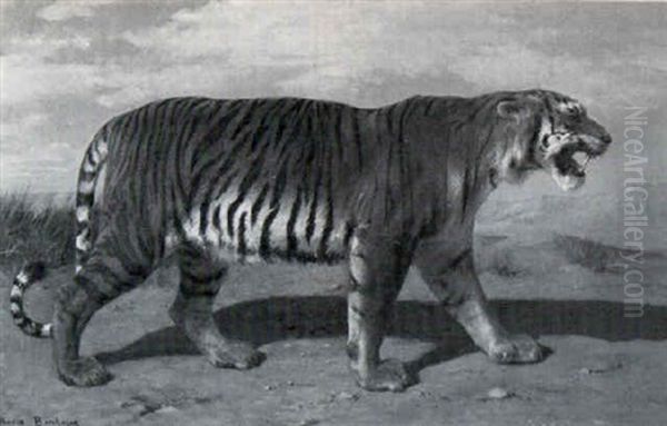 A Stalking Tiger - view 1