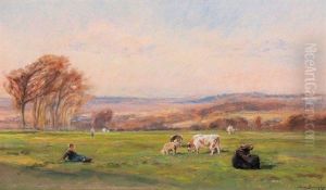 Vaches Dans Un Paturage
