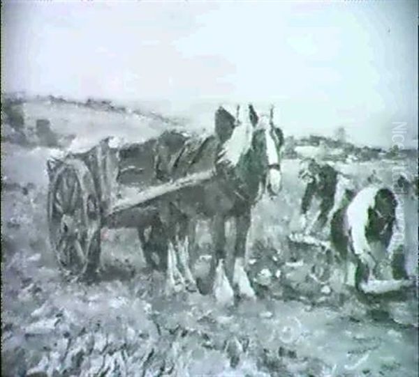 Harvesting The Turnips - view 1