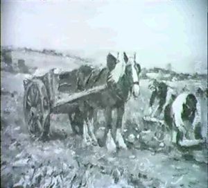 Harvesting The Turnips