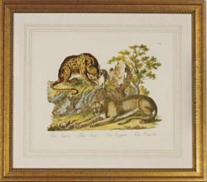 Descrizioni Degli Animali: Eight Plates by Innocente Alessandri