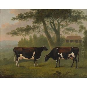 Study Of Two Cows