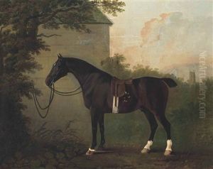 A Saddled Bay Hunter By A Stable Wall