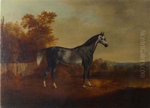 Dapple Grey Arab Stallion In A Landscape