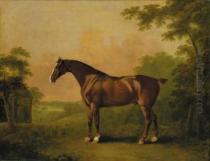 "samson," A Liver Chesnut Hunter, In A Wooded Landscape