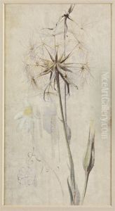 Goat's Beard In Seed Goat's Beard In Seed
