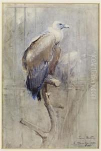 Tawny Vulture Tawny Vulture