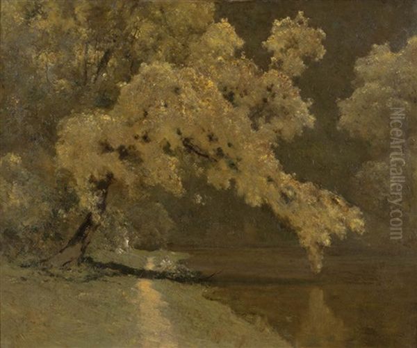 Wattle On The Yarra - view 1