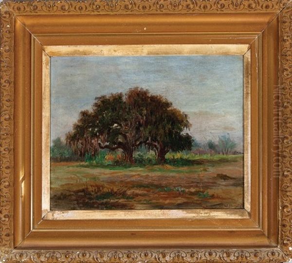Louisiana Oaks - view 1