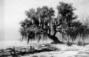 Louisiana Live Oak On The Shore Of Lake Pontchartrain Near Lewisburg Louisiana Live Oak On The Shore Of Lake Pontchartrain Near Lewisburg