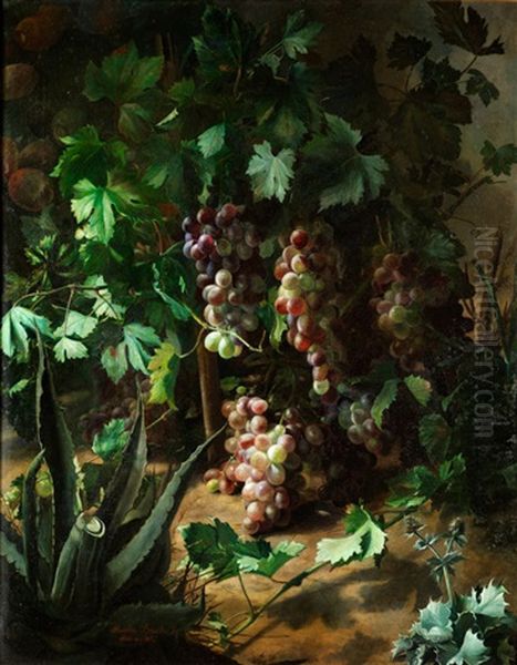 Weinstock Mit Agarve Und Distel Im Vordergrund - view 1