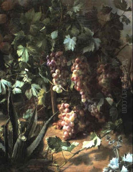 Grapes On A Vine - view 1