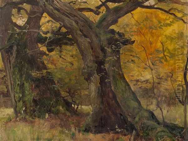 Oak Trees In A Park - view 1