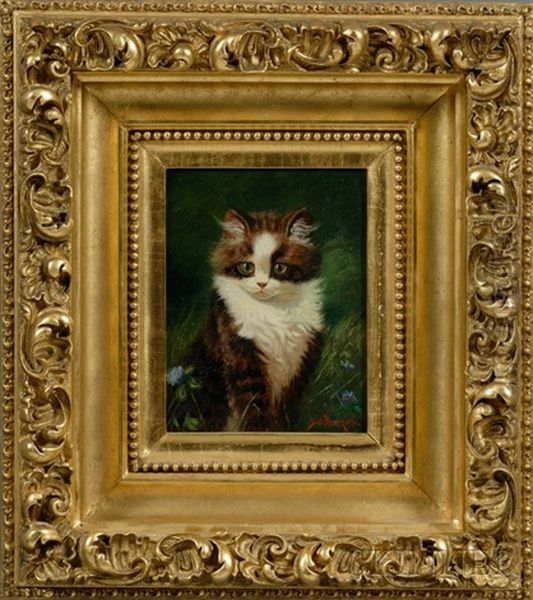 Kitten - view 1
