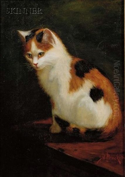 Calico Cat - view 1