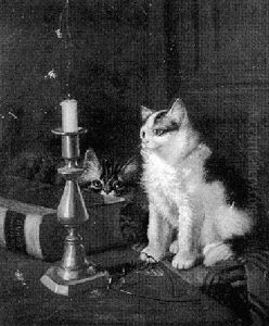 Cats And Candle