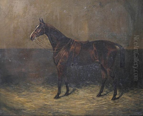 Lord John - Horse In A Loose Box - view 1
