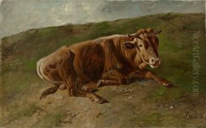 Ruhende Kuh Auf Einer Wiese Ruhende Kuh Auf Einer Wiese