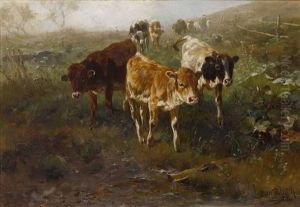 Jungvieh Auf Dem Heimweg