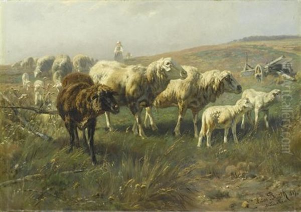 Schafe Auf Der Weide - view 1