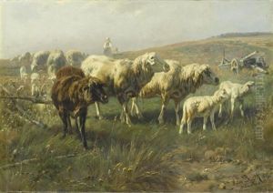 Schafe Auf Der Weide Schafe Auf Der Weide