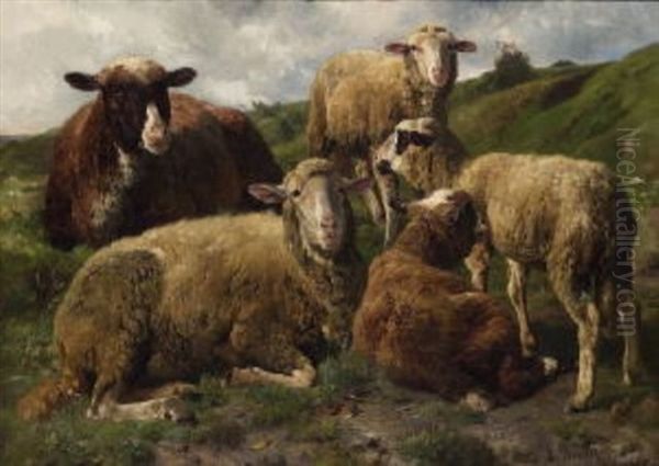 Ruhende Schafe Auf Der Weide - view 1
