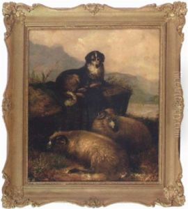 Vallhund Med Vilande Far Vallhund Med Vilande Far