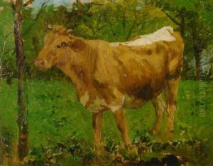 Jungstier Auf Der Weide Jungstier Auf Der Weide