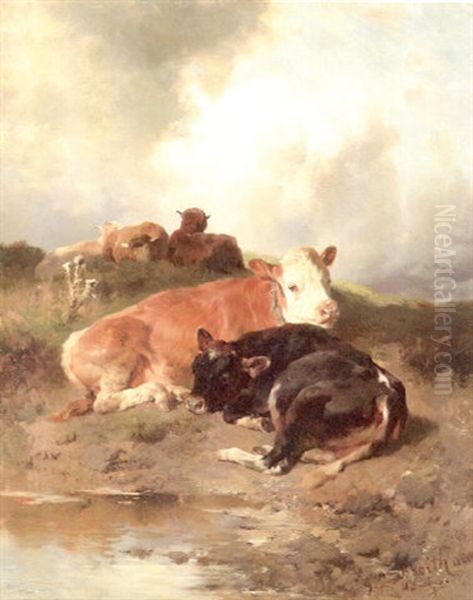 Ruhende Schafe Und Kalber - view 1