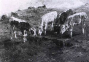 Jungvieh An Der Tranke Vorn by Anton Braith
