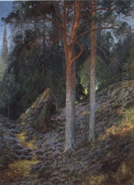 Skogslandskap Med Tallar - view 1