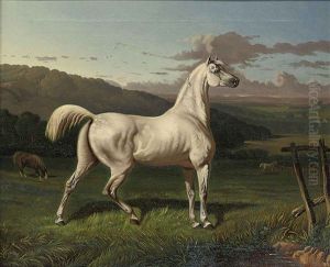 A Grey Horse On Full Alert