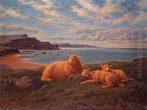 Overlooking Bude Bay - Ewe And Lambs At Rest