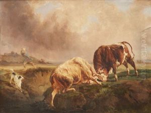 Combat De Taureaux
