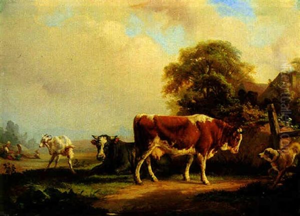 Cows Resting By A Cottage Fence - view 1